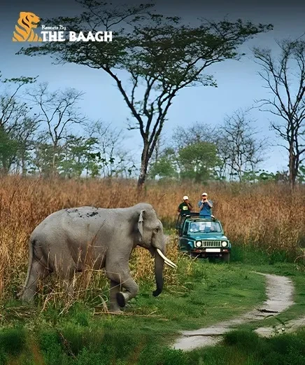 Choosing the Right Hotel in Corbett for Your Jungle Holiday