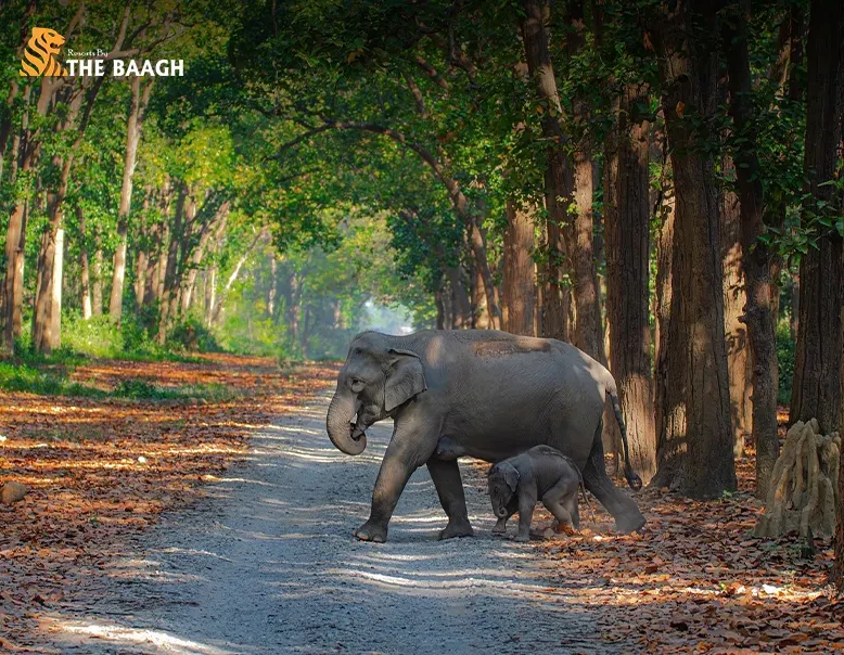 Jim Corbett Jungle Safari Etiquette: Dos and Don'ts for First-Time Visitors