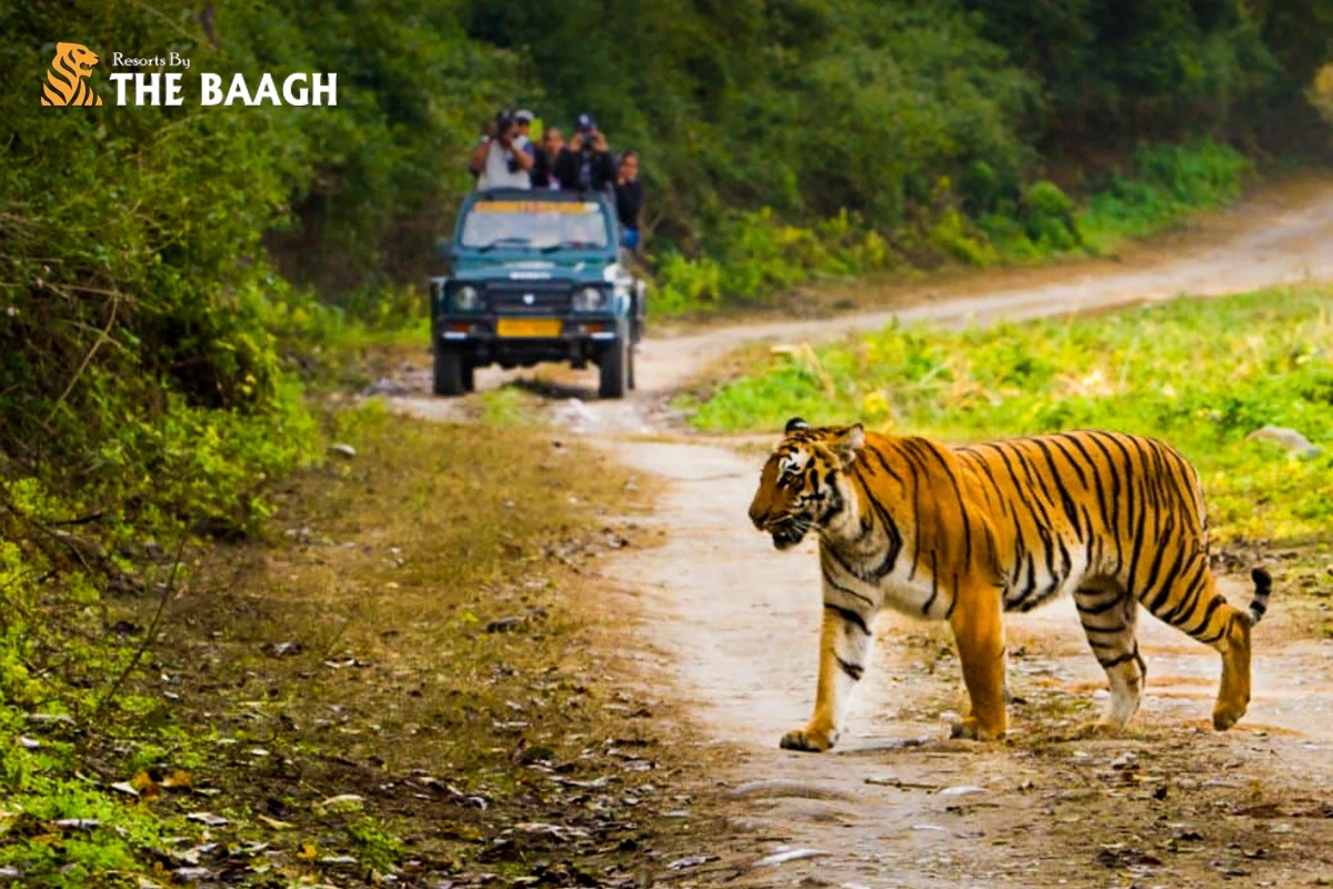 Wildlife Photography at Jim Corbett: What to Shoot, When to Go, and Where to Stay