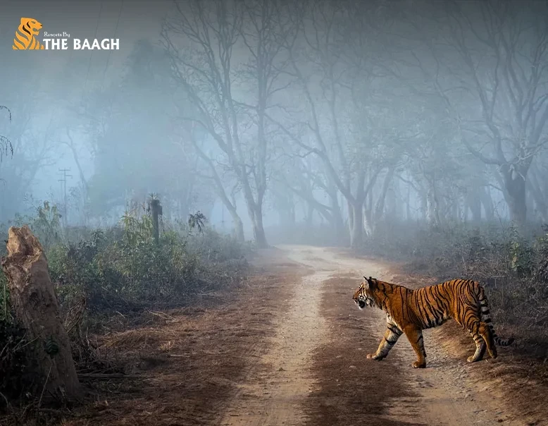 A Luxury Winter Escape to Jim Corbett: What to Expect from November to February
