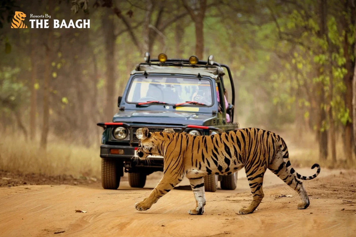 Canter vs. Jeep Safari in Jim Corbett: Which One Should You Book from Your Resort?