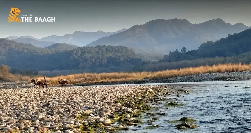 How to Experience Jim Corbett Beyond the Safari: Forest Walks, Wildlife & Slow Travel