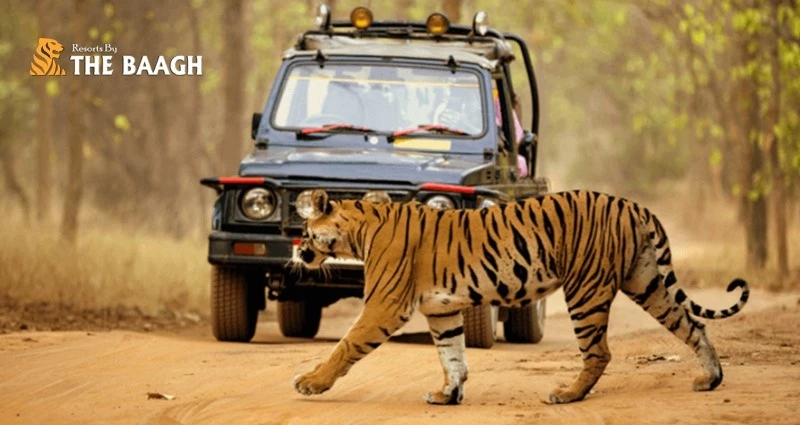 Top Resorts in Corbett Near Jungle Safari Zones: Location-Wise Stay Guide