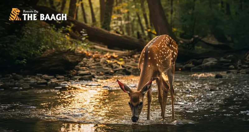 A First-Timer's Complete Guide to Staying Inside Jim Corbett National Park