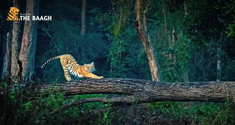 The Science of Sleep in the Wild: How a Night at a Jim Corbett Luxury Resort Resets Your Circadian Rhythm