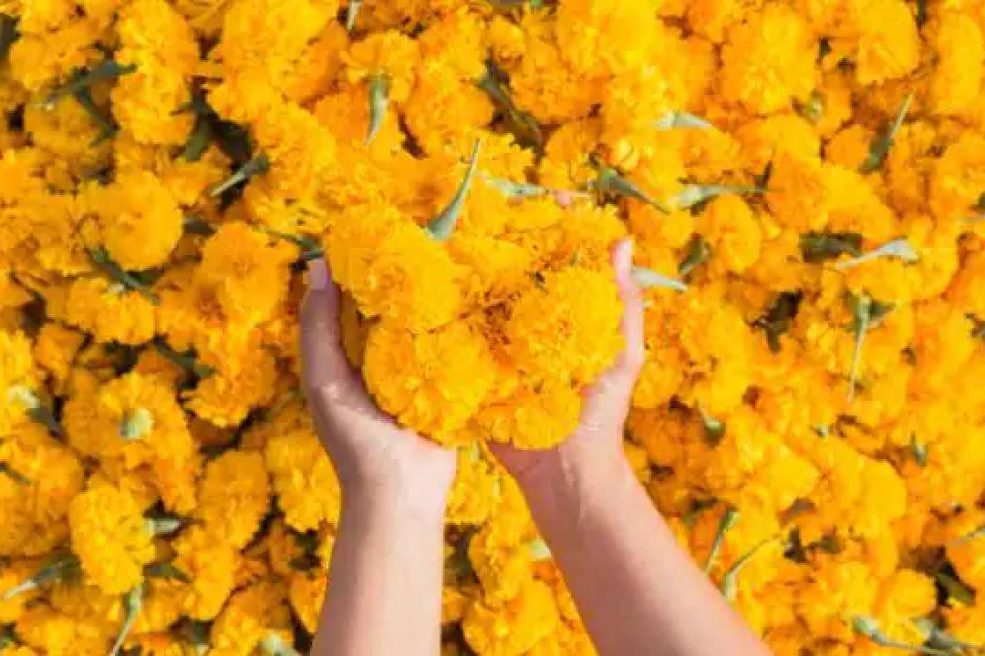 Phoolon Ki Holi